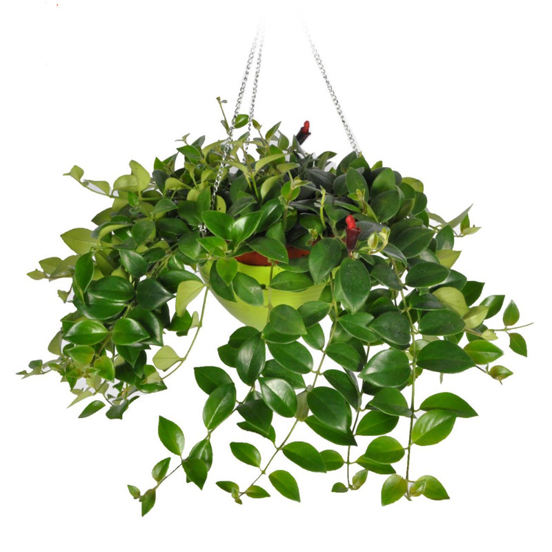 口红吊兰盆栽家庭室内观花植物