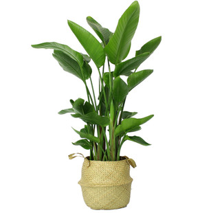 天堂鸟盆栽观叶大型绿植鹤望兰客厅植物办公室内好养北欧网红花卉