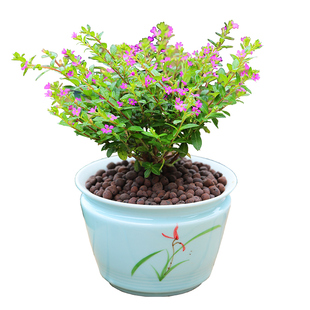 满天星盆栽带花苞真花带花鲜花小盆栽花卉植物苗室内阳台四季好养