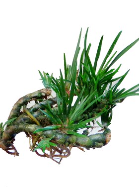 龙根菖蒲盆景吸甲醛蒲草土培植物