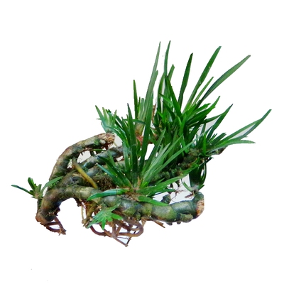 龙根菖蒲盆景吸甲醛蒲草土培植物