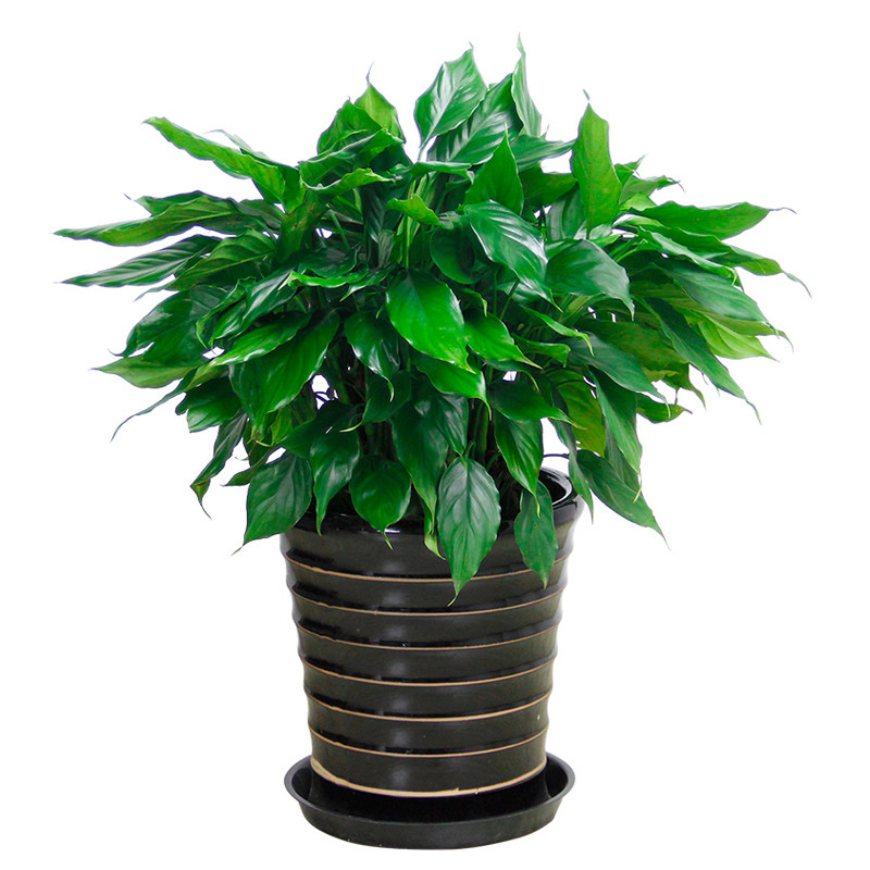 白掌盆栽一帆风顺白鹤芋小型植物室内客厅书房办公室桌面开花绿植