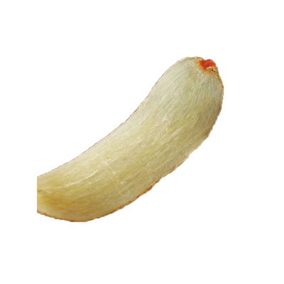 云南昭通500g可切长白山小草坝