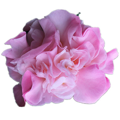 绿植福建茶花庭院四季树苗包邮