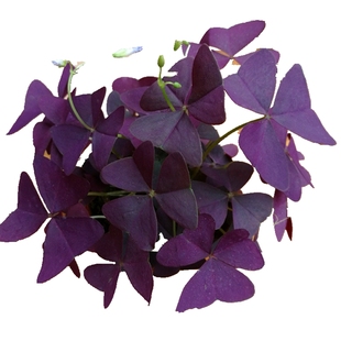 紫叶酢浆草盆栽花苗幸运草花卉蝴蝶花室内紫叶酢浆草带原土包邮