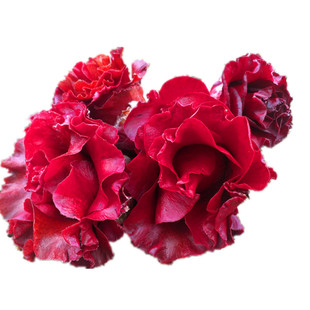 【黑魔法】茶花树苗嫁接苗盆栽茶树对版黑色茶花庭院花卉阳台