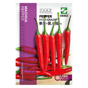 中科茂华单身美人指单生朝天椒辣椒种子超辣指天椒干鲜两用8厘米