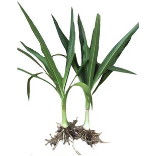 文殊兰盆栽新居大盆栽室内室外客厅庭院阳台花卉四季绿植易活现挖