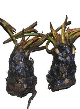 睡莲植物盆栽庭院根块水生花卉