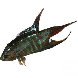 中国斗鱼活鱼普叉尾原生旁皮婆好耐养菩萨鱼不打氧淡水冷水观赏鱼