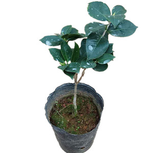 精品热销 花佛鼎 盆栽苗四季庭院绿植花卉阳台净化空气植物包邮