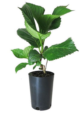 绣球花盆栽老桩开花植物