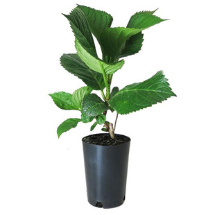 绣球花盆栽带花苞老桩万华镜开花花卉绿植物室内无尽夏大花苗