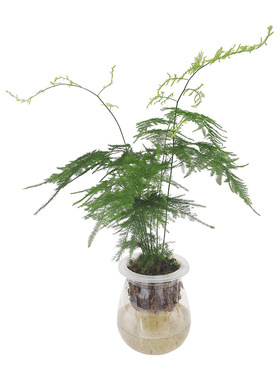 文竹天冬常青绿色植物成都云竹