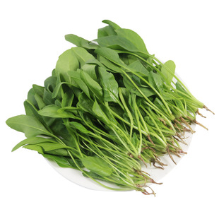 密云 水源地种植鲜嫩菠菜苗 施用农家肥 现摘发货 300g 蔬菜