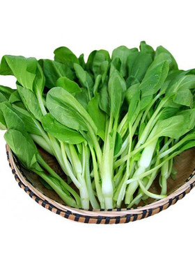 蔬菜散装种子庭院大白菜