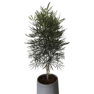 孔雀木 名贵观叶植物 优美伸展 日本大神级室内绿色植物