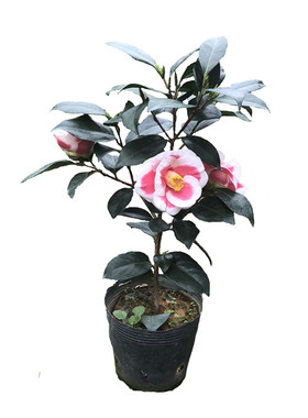 绿植日本进口庭院盆栽茶花苗包邮
