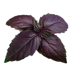 芳香柠檬罗勒种子 紫甜罗勒种籽 大叶荆芥九层塔蔬菜种孑盆栽阳台