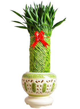 客厅绿植节节高富贵竹植物盆栽