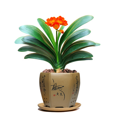 君子兰室内办公室盆栽绿植