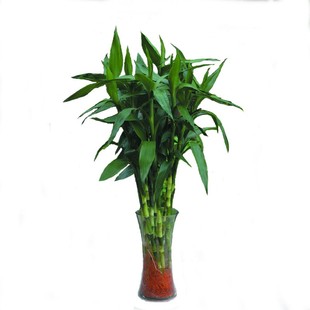 大叶富贵竹金边 有带老根可水养土培 好养易活办公桌面绿植物盆栽