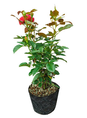 阳台盆栽植物月季花苗绿闪电花卉