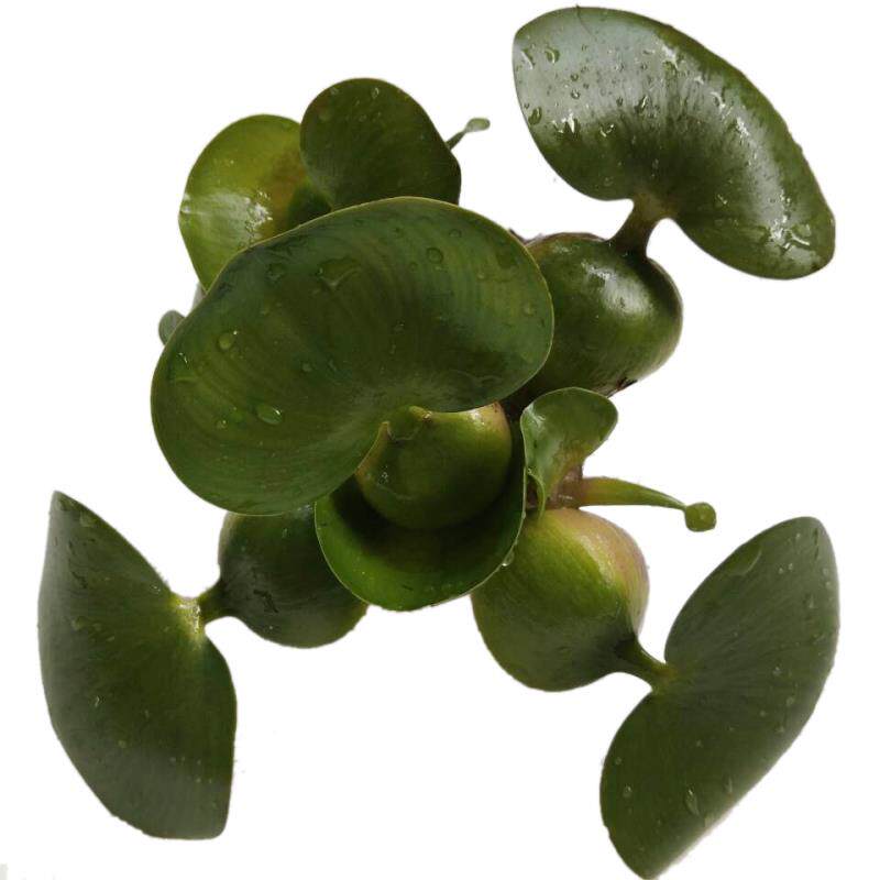狐尾藻净化水质草鱼龙虾水葫芦