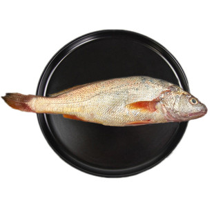 温州苍南野生黄山正 宗黄衫鱼海鲜水产黄姑鱼圆头黄三鱼 半斤以上