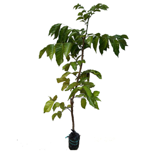 甜黄皮树苗大鸡心黄皮苗嫁接盆栽水果苗花园庭院绿植当年结果带叶