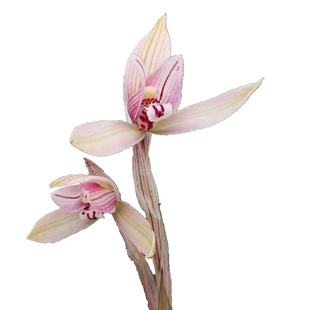 恩施兰花春兰春剑蕙兰建兰寒兰蜜蜂兰浓香兰花苗带花苞小盆栽盆景