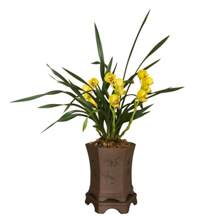 刘阁兰花 春兰名品兰花苗 皇帝荷 现带浓香花苞出售好养花卉盆栽