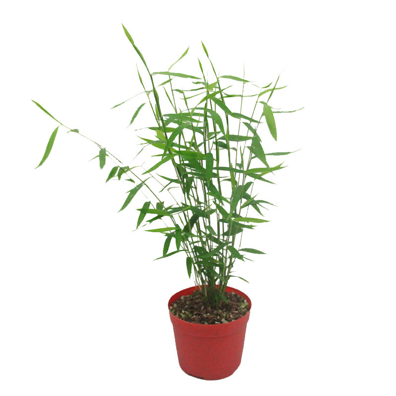绿植日本山野草姬黑轴水培翠竹