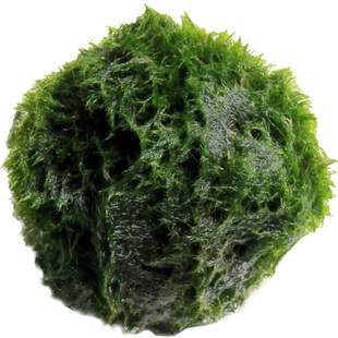 绿藻球 水藻球观赏虾水晶虾缸用品鱼缸活体水草造景套餐包邮