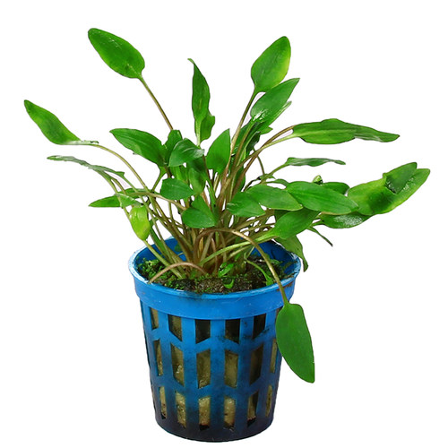 椒草合集 鱼缸造景水草迷你小青椒绿温蒂大喷泉椒咖啡椒美波莉椒