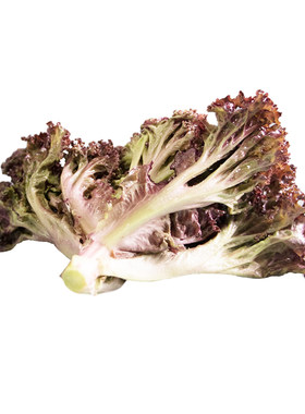 红叶生菜新鲜沙拉蔬顺丰包邮