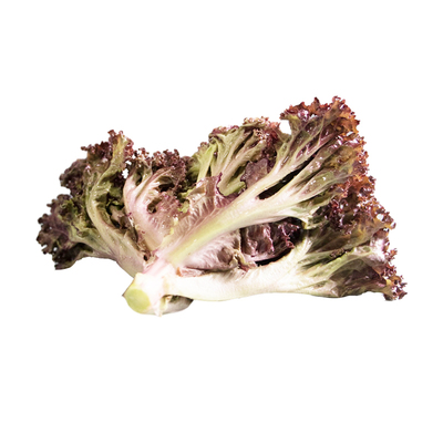 红叶生菜新鲜沙拉蔬顺丰包邮