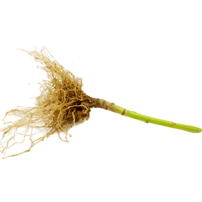 新鲜现挖现发种植一份20棵艾草