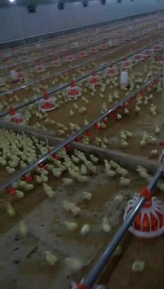 Automatic Chicken Farm Broiler Poultry Farming Equipment For Sale Buy