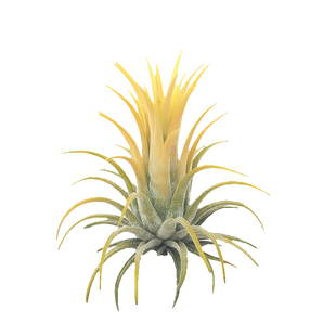 黄精灵空气凤梨无土植物白花德鲁伊精灵空气草室内桌面盆栽空凤君