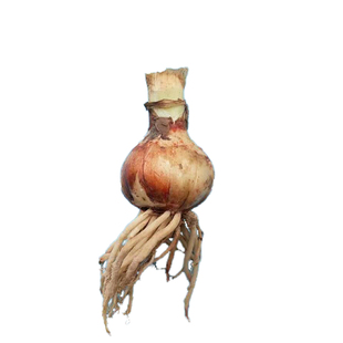 重瓣球迷朱顶红混色种球 特价