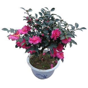 茶梅花盆栽四季茶花茶花苗盆景庭院阳台盆栽树苗常绿植物花卉易活