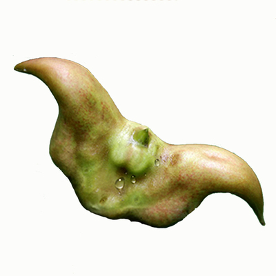 现货洪湖菱角新鲜野生蔬菜现摘