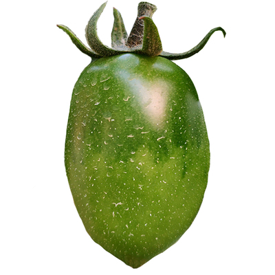 高产猕猴桃春季番茄种子