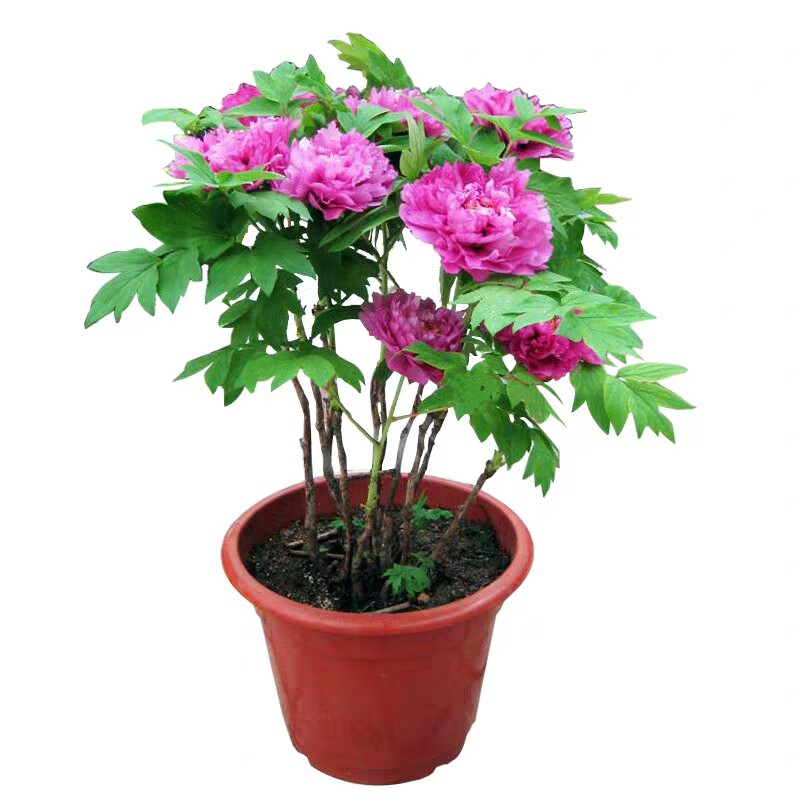 多层庭院牡丹苗菏泽阳台牡丹苗