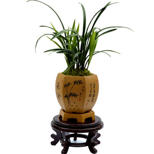 建兰四季兰观音素心兰花苗花卉室内盆景绿植盆栽花季自带花苞出售