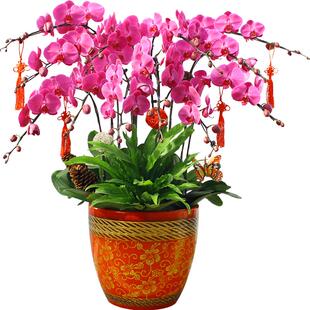 上海同城送货 白色蝴蝶兰盆栽花卉开业乔迁送礼佳品年宵花卉