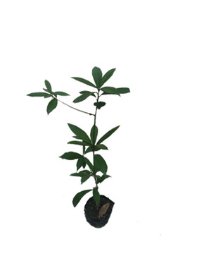 金丝楠木海南大红酸枝树苗菩提