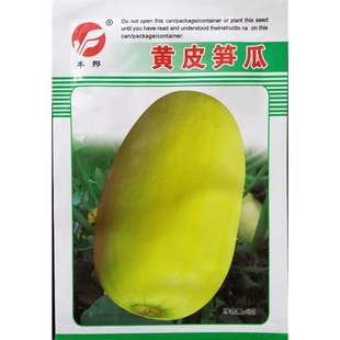 黄皮笋瓜种子老品种传统瓜类生瓜角瓜种籽鲜食腌渍蔬菜5克/袋40粒