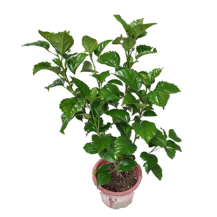 扶桑花树苗带土阳台庭院室外花卉植物红色朱槿花大红花苗树苗盆栽